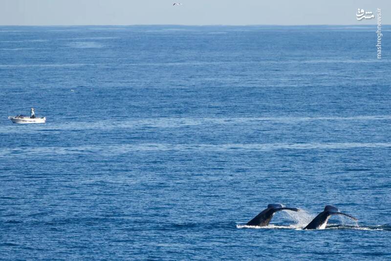 عکس/ حیات وحش در هفتهای که گذشت