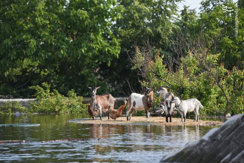 عکس/ حیات وحش در هفتهای که گذشت