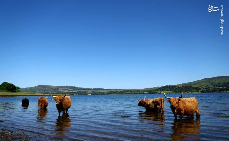 راه رفتن گاوهای کوهستانی در دریاچه ایتیو کانل _ اسکاتلند