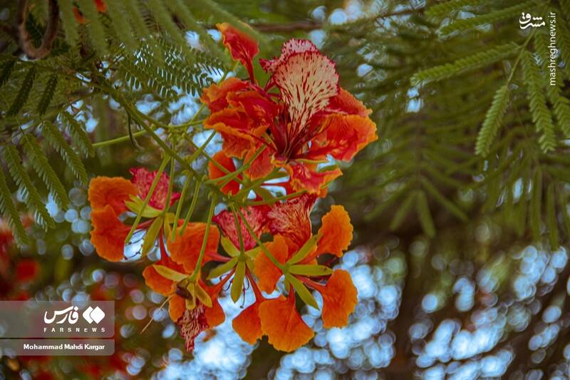 عکس/ بوشهرِ بهاری