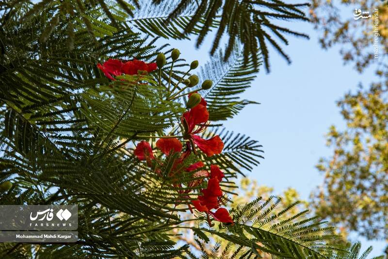 عکس/ بوشهرِ بهاری