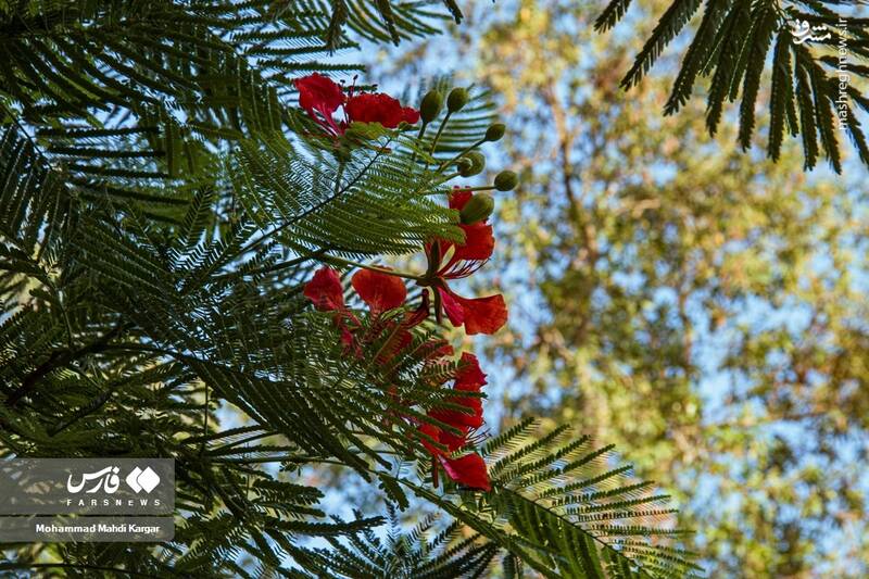 عکس/ بوشهرِ بهاری