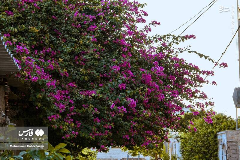 عکس/ بوشهرِ بهاری