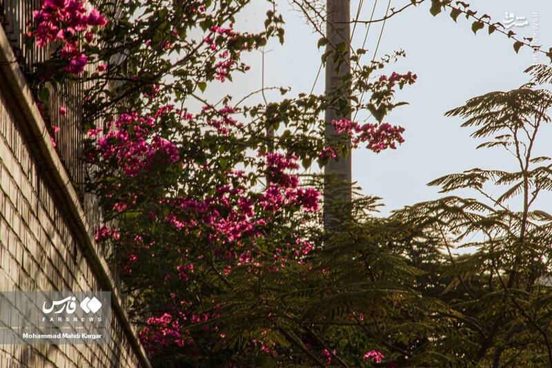 عکس/ بوشهرِ بهاری