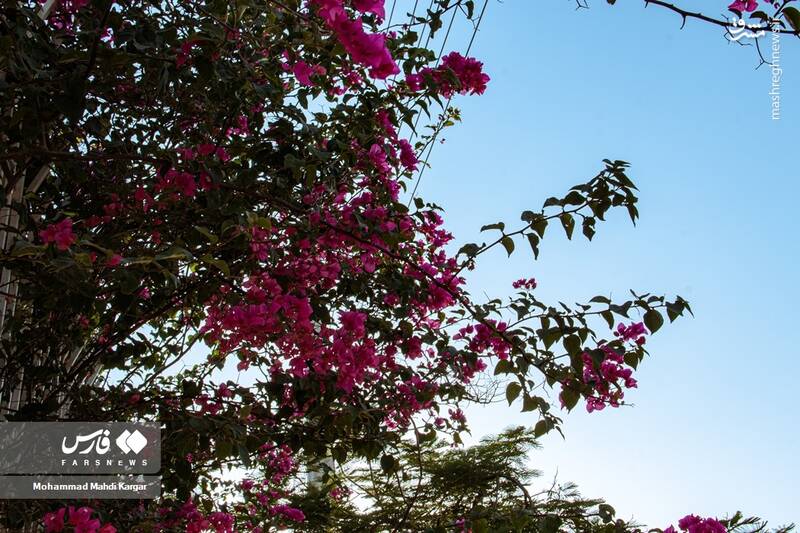 عکس/ بوشهرِ بهاری