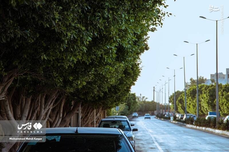 عکس/ بوشهرِ بهاری