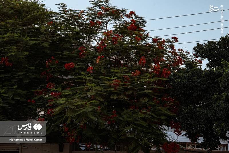 عکس/ بوشهرِ بهاری