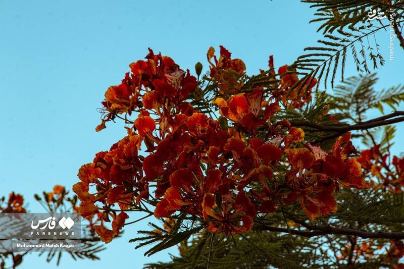 عکس/ بوشهرِ بهاری