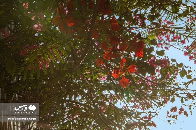 عکس/ بوشهرِ بهاری