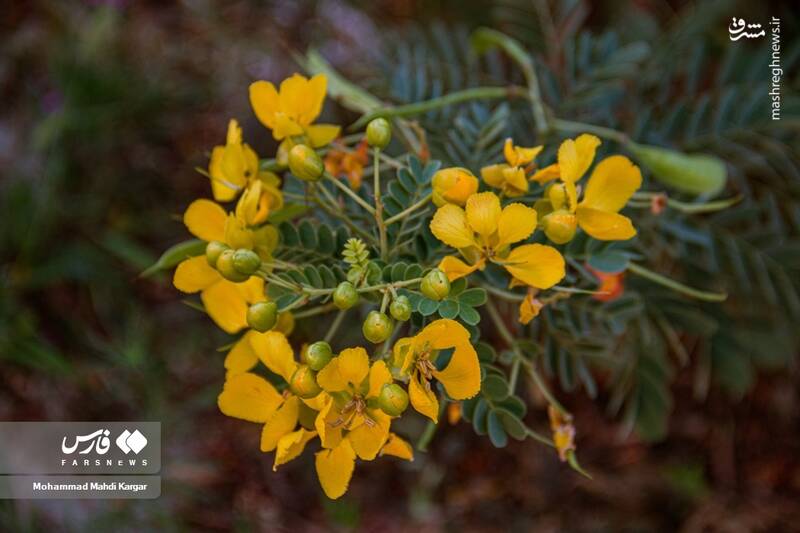 عکس/ بوشهرِ بهاری