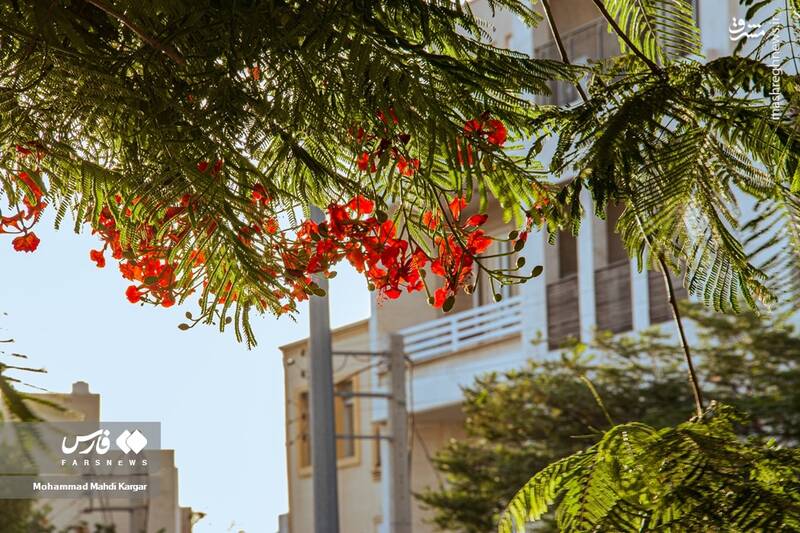 عکس/ بوشهرِ بهاری