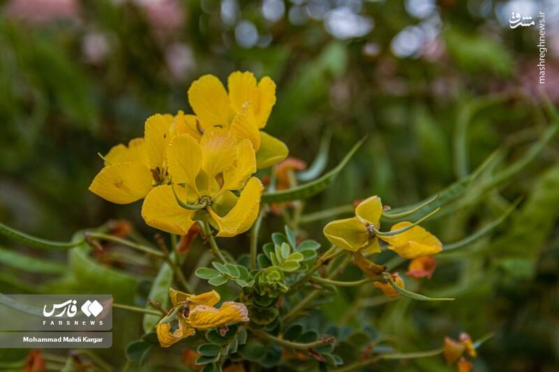 عکس/ بوشهرِ بهاری