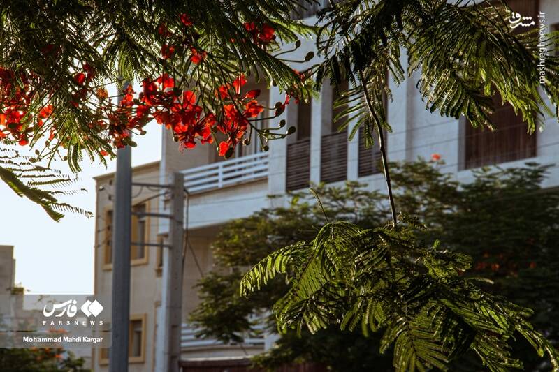 عکس/ بوشهرِ بهاری