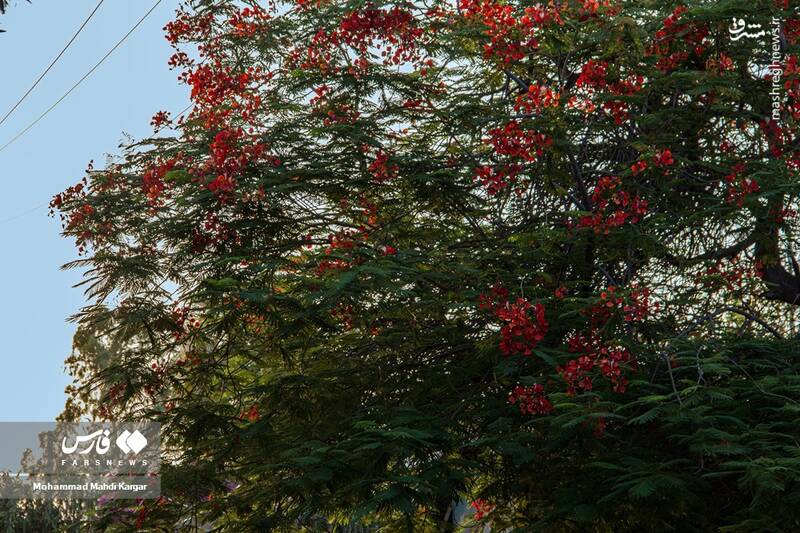 عکس/ بوشهرِ بهاری