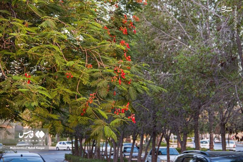 عکس/ بوشهرِ بهاری