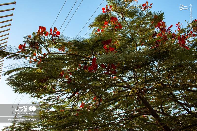 عکس/ بوشهرِ بهاری