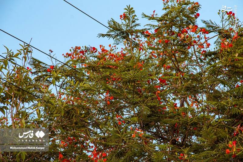 عکس/ بوشهرِ بهاری