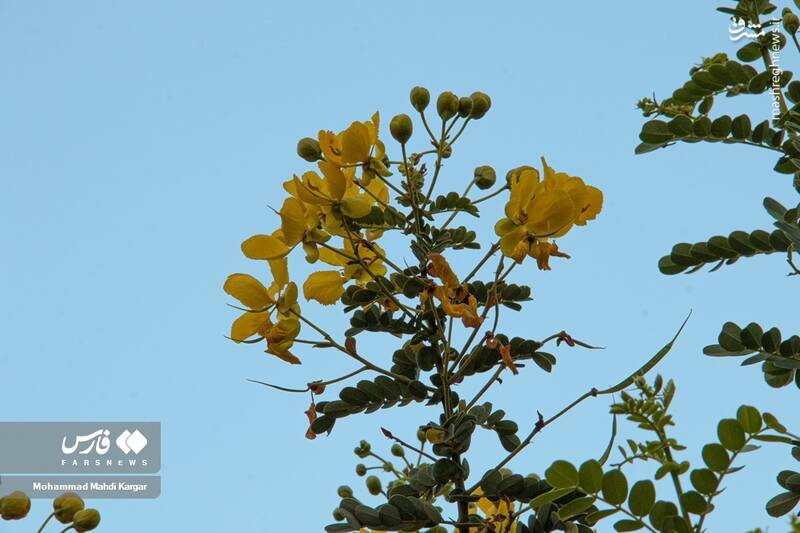 عکس/ بوشهرِ بهاری