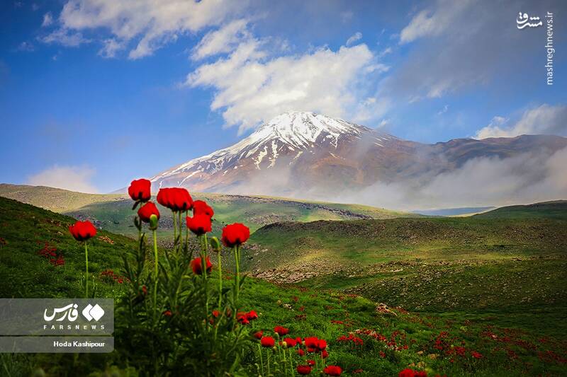 عکس/ دشت لاله لار