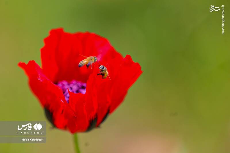 عکس/ دشت لاله لار