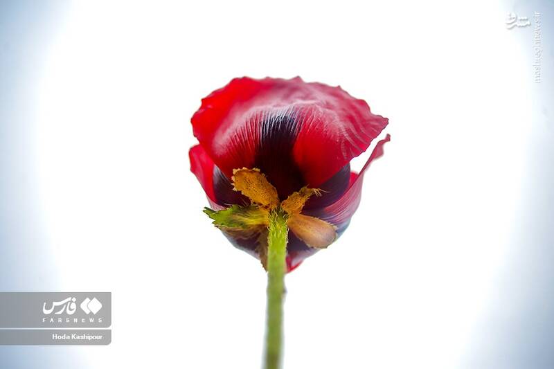 عکس/ دشت لاله لار