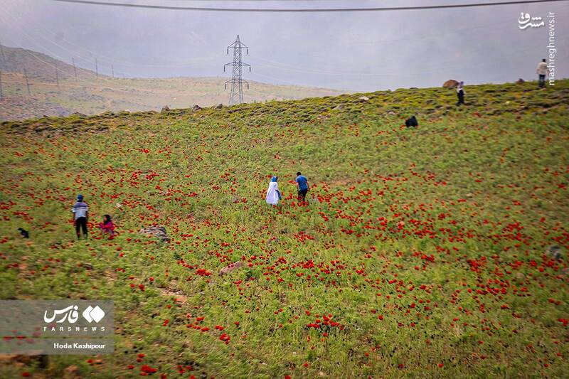 عکس/ دشت لاله لار