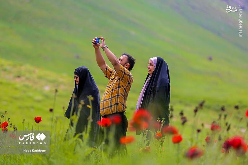 عکس/ دشت لاله لار