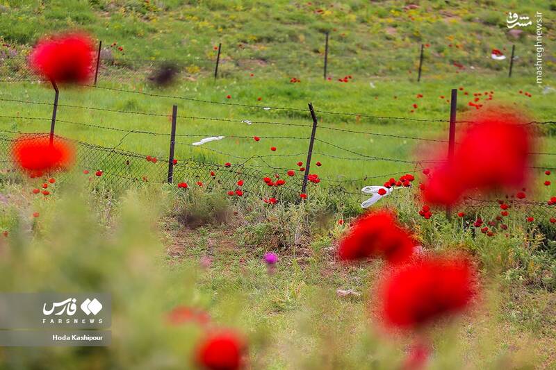 عکس/ دشت لاله لار