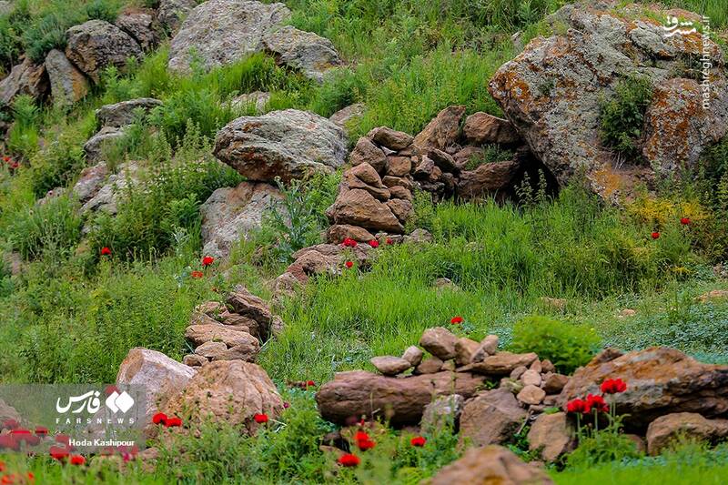 عکس/ دشت لاله لار
