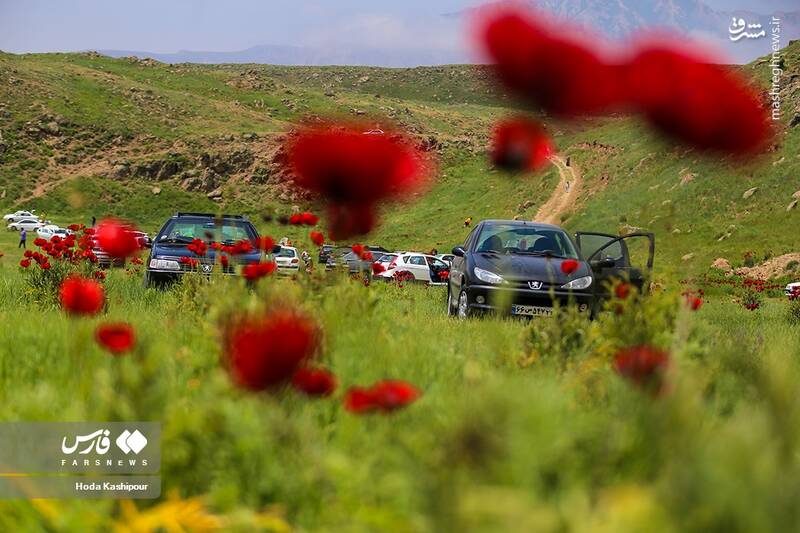 عکس/ دشت لاله لار