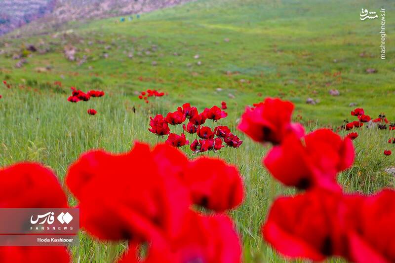 عکس/ دشت لاله لار