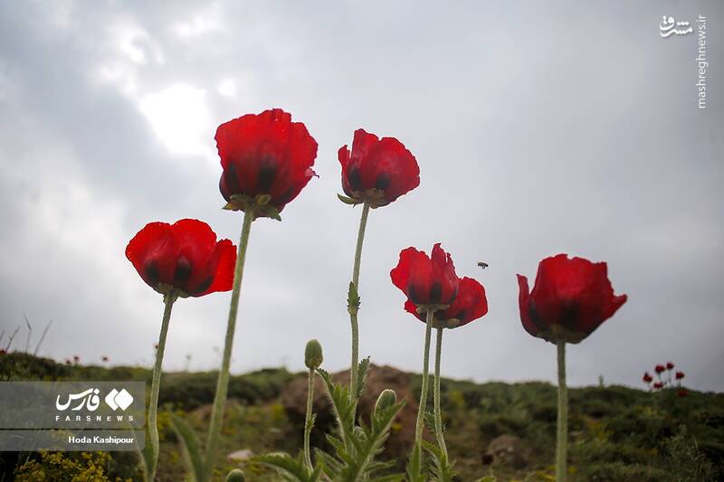 عکس/ دشت لاله لار