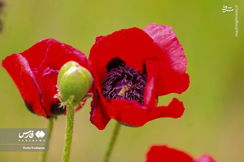 عکس/ دشت لاله لار