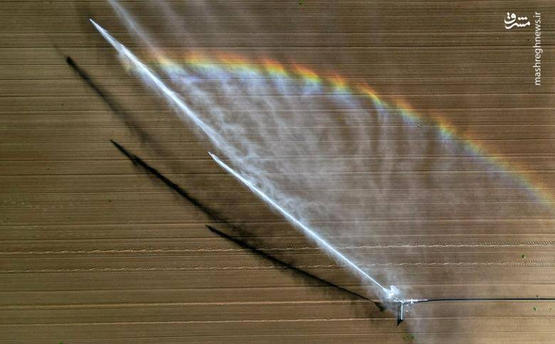 تصویری هوایی از یک آبپاش در یک مزرعه چغندرقند که در حال آبدهی است./ بلکورت _ فرانسه