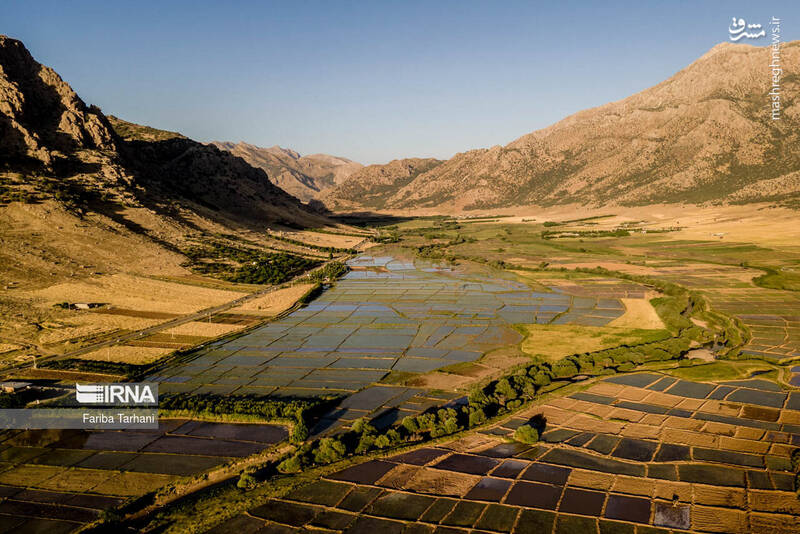 عکس/ کاشت نشاء برنج در خرم آباد
