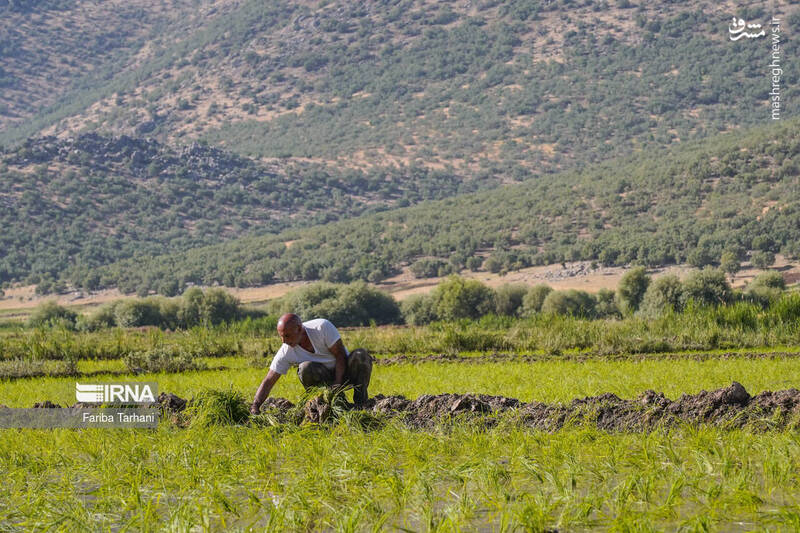 عکس/ کاشت نشاء برنج در خرم آباد