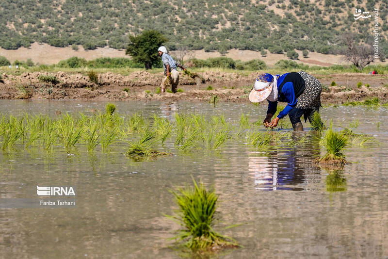 عکس/ کاشت نشاء برنج در خرم آباد