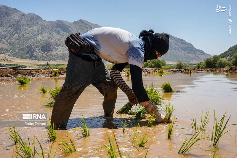 عکس/ کاشت نشاء برنج در خرم آباد