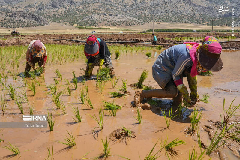 عکس/ کاشت نشاء برنج در خرم آباد
