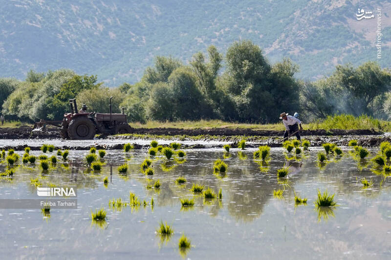 عکس/ کاشت نشاء برنج در خرم آباد
