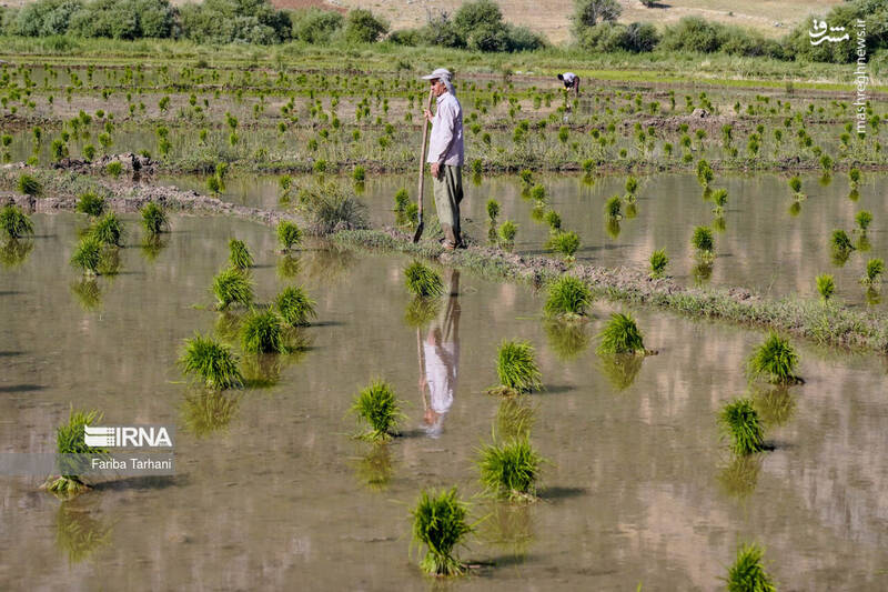 عکس/ کاشت نشاء برنج در خرم آباد