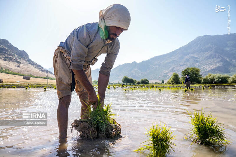عکس/ کاشت نشاء برنج در خرم آباد