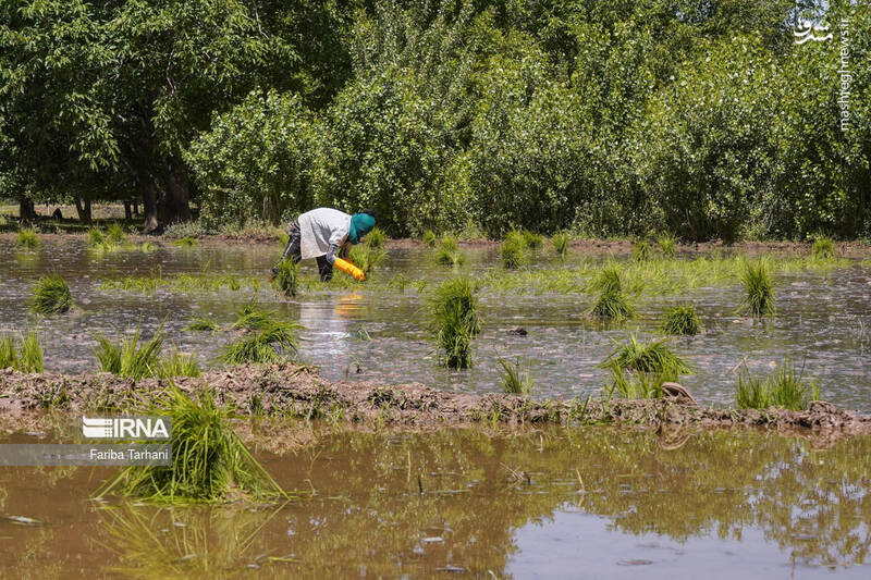 عکس/ کاشت نشاء برنج در خرم آباد