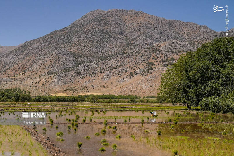 عکس/ کاشت نشاء برنج در خرم آباد