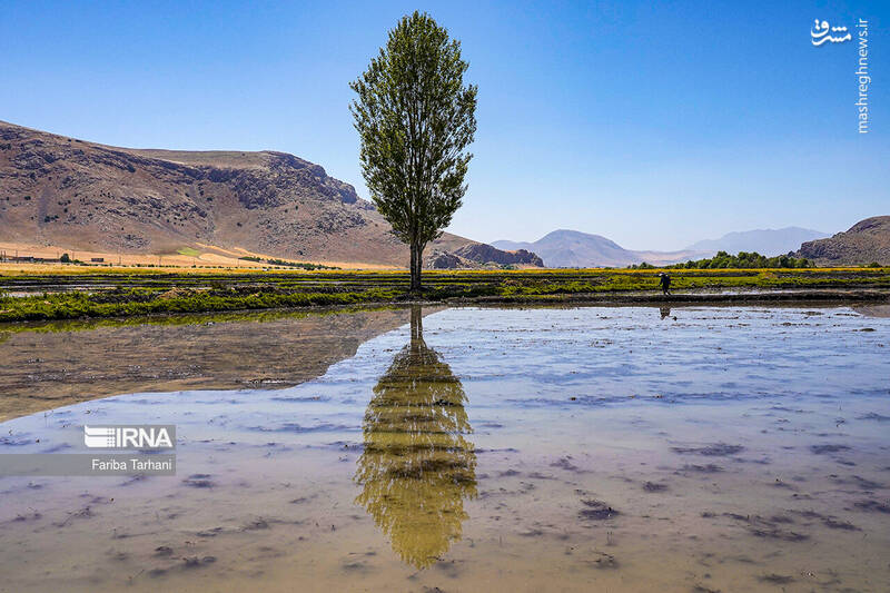 عکس/ کاشت نشاء برنج در خرم آباد