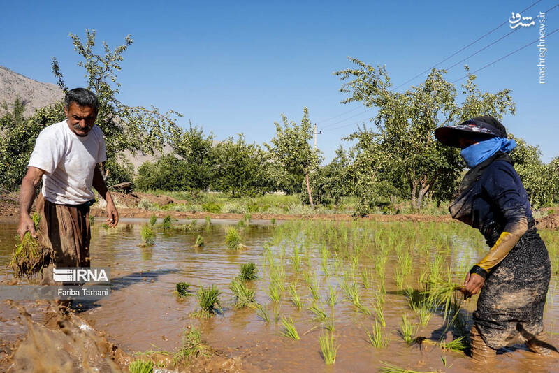 عکس/ کاشت نشاء برنج در خرم آباد