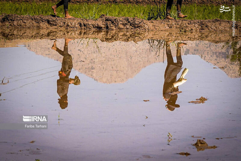 عکس/ کاشت نشاء برنج در خرم آباد