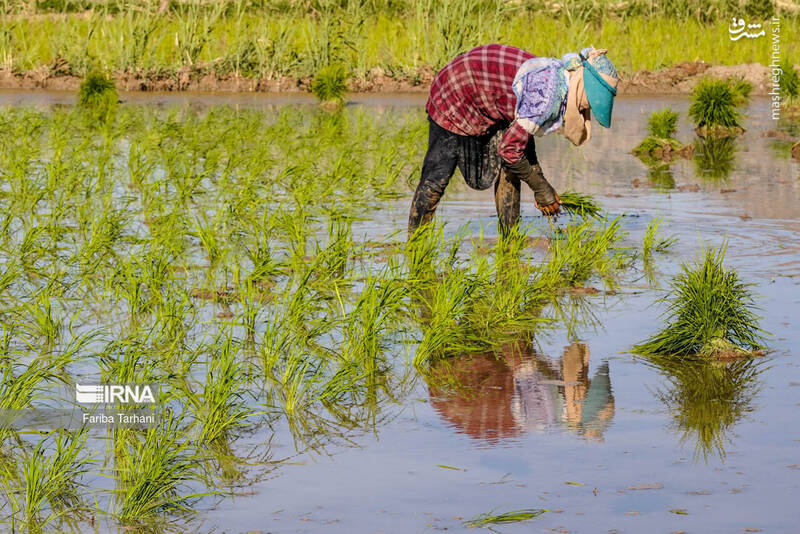 عکس/ کاشت نشاء برنج در خرم آباد