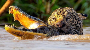 لحظه شکار شگفت انگیز تمساح توسط جگوار وحشی