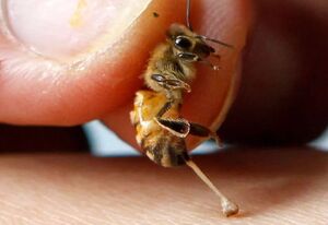 نحوه عملکرد و ساختار نیش زنبور عسل